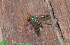 Heteropsilopus ingenuus