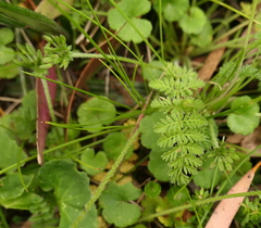 Chaerophyllum eriopodum