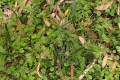 Chaerophyllum eriopodum