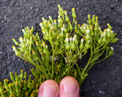 Senecio esleri