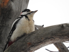 Dendrocopos major