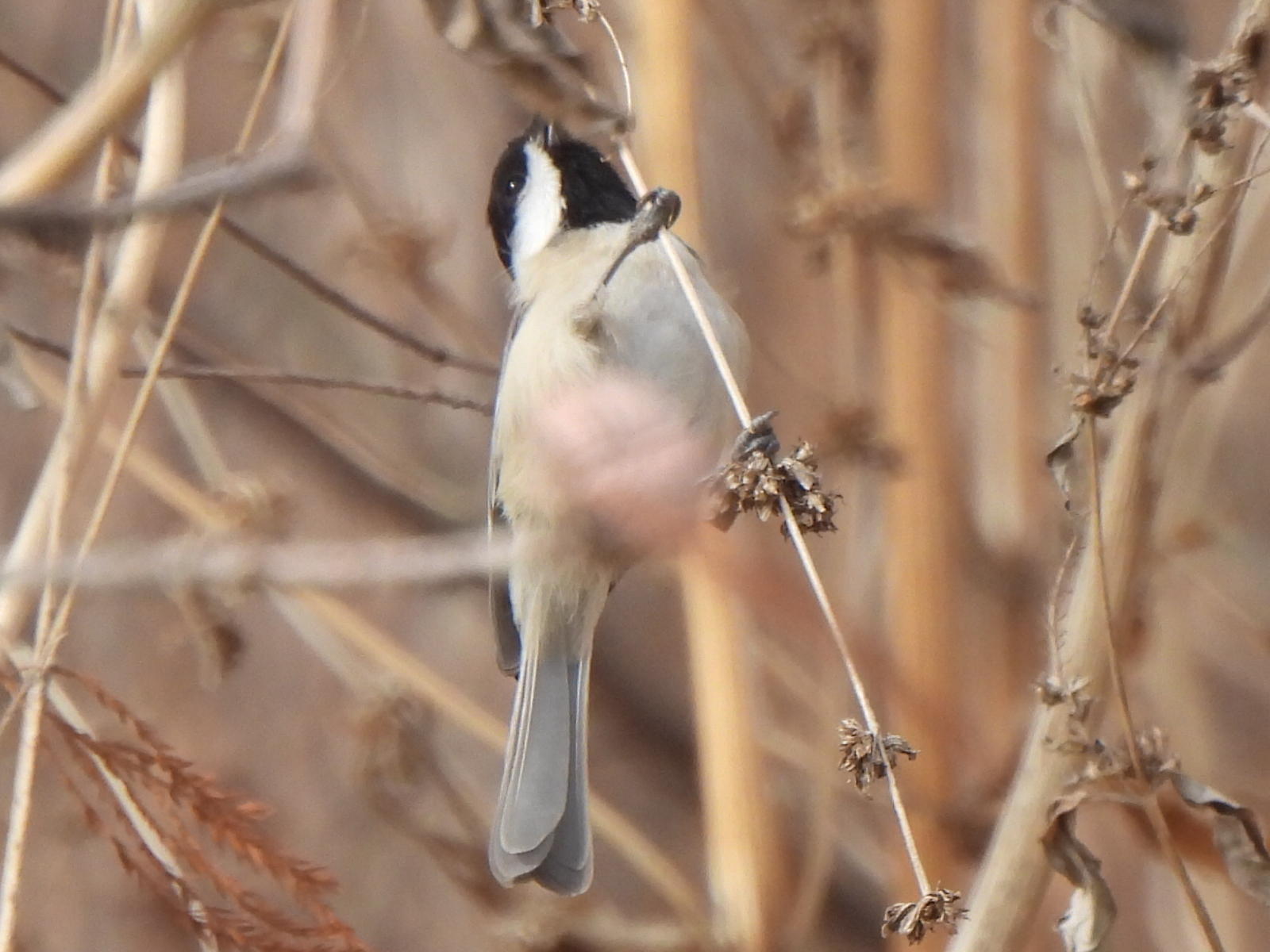 Carolina Chickadee (Poecile carolinensis), photo 8