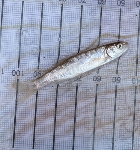 Sacramento pikeminnow (Ptychocheilus grandis) — Cyprinidae