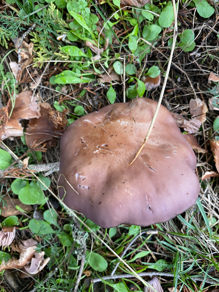 Collybia nuda · January 2026 · photo: © birdzilla (iNaturalist, cc-by-sa)