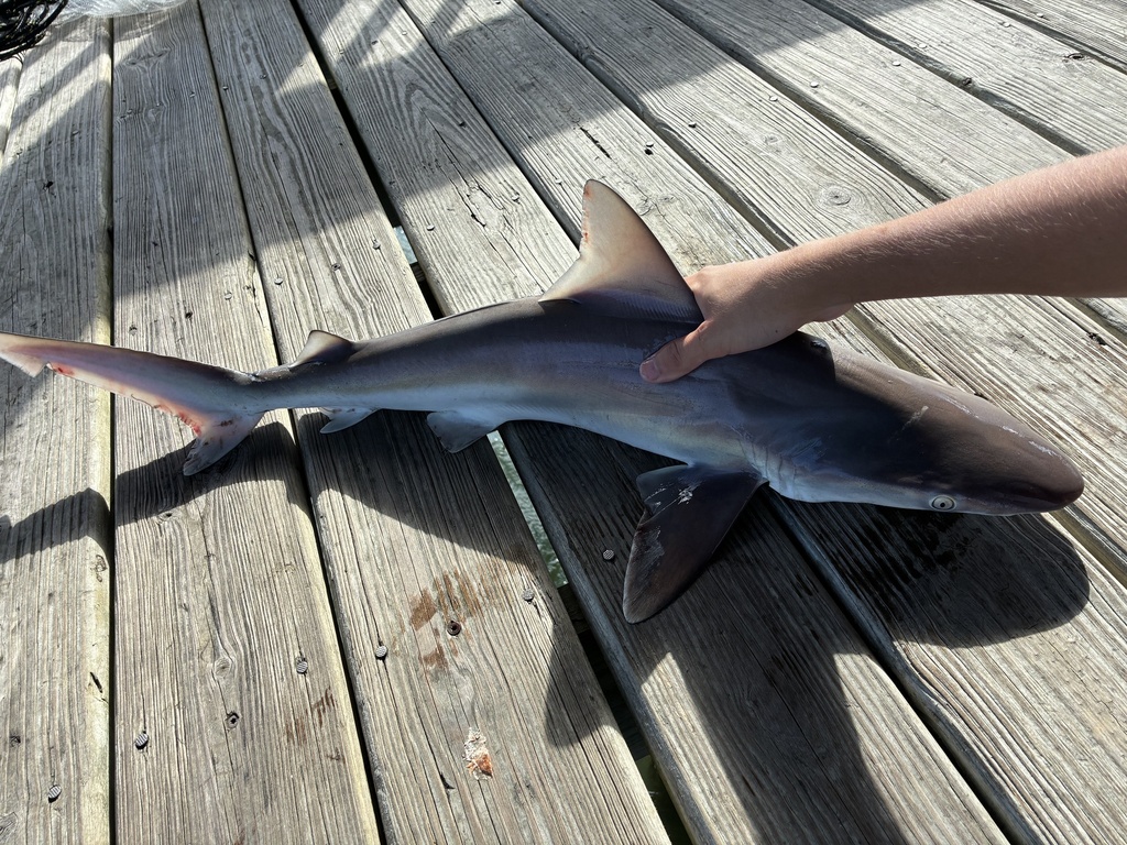 Brown shark (Carcharhinus plumbeus) — Carcharhinidae