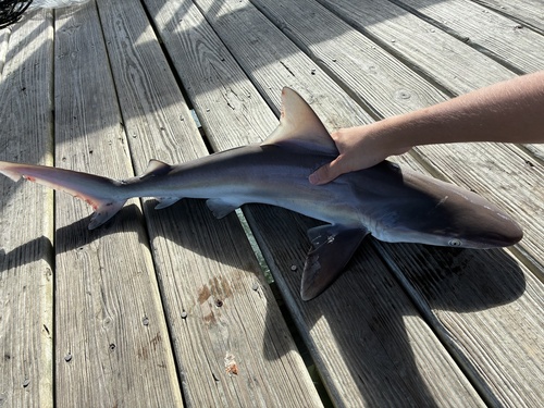Brown shark (Carcharhinus plumbeus) — Carcharhinidae