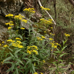 Senecio linearifolius