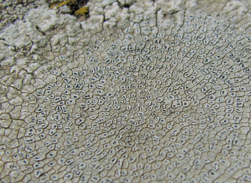 calcareous rimmed lichen