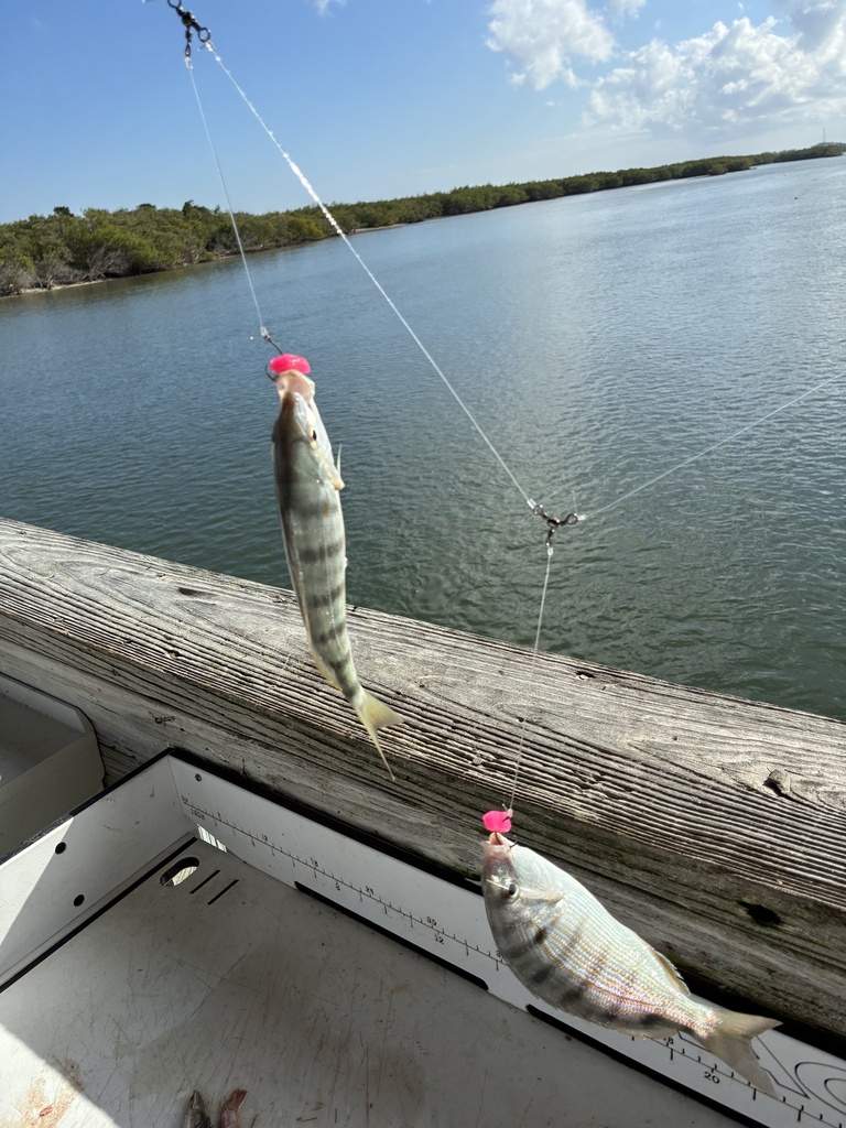 Pinfish (Lagodon rhomboides) — Sparidae