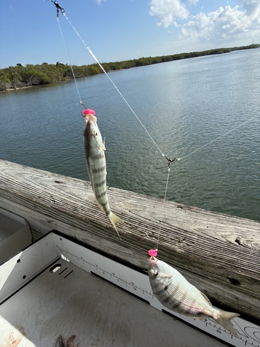 Pinfish (Lagodon rhomboides) — Sparidae