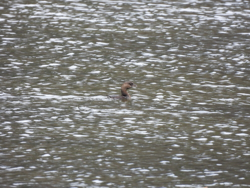 Pied-billed Grebe (Podilymbus podiceps), photo 5