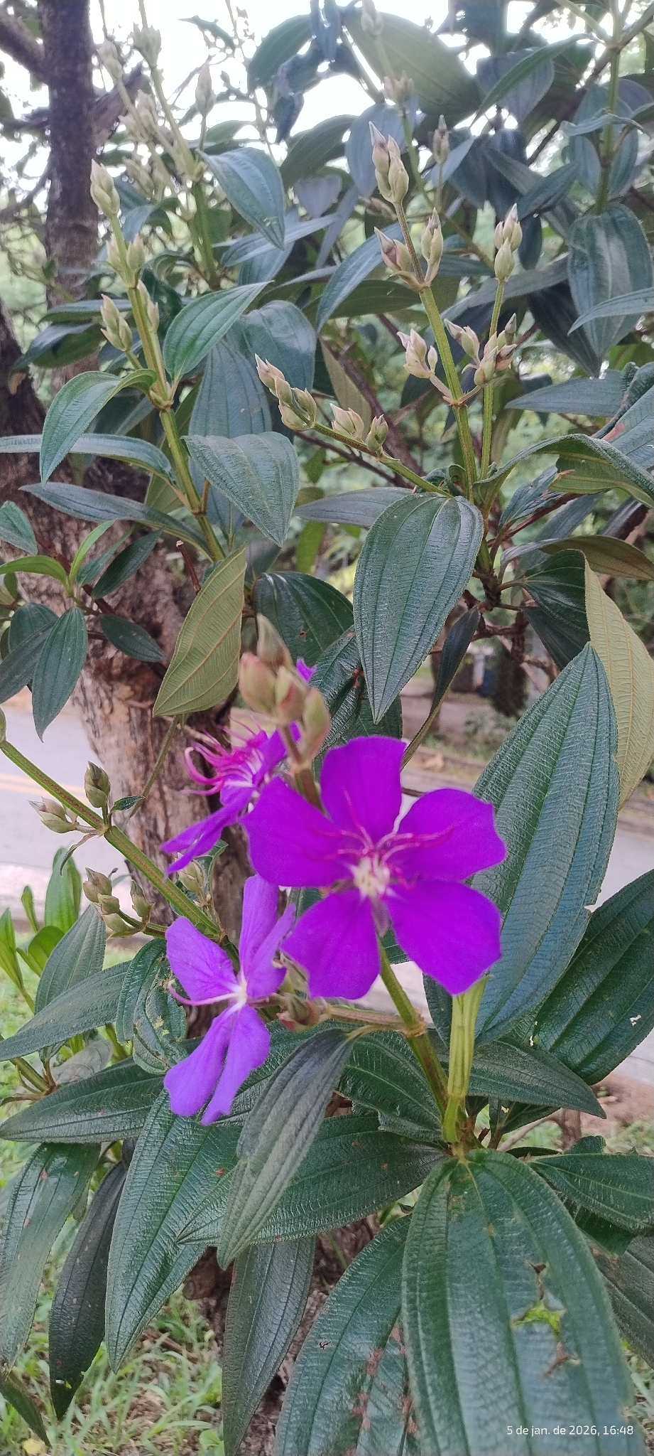Purple glory bush