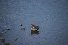 Anas crecca crecca