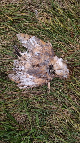 View observation of {o.common_name} on iNaturalist