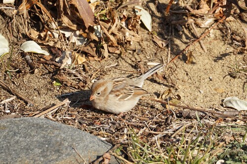 Field Sparrow (Spizella pusilla)