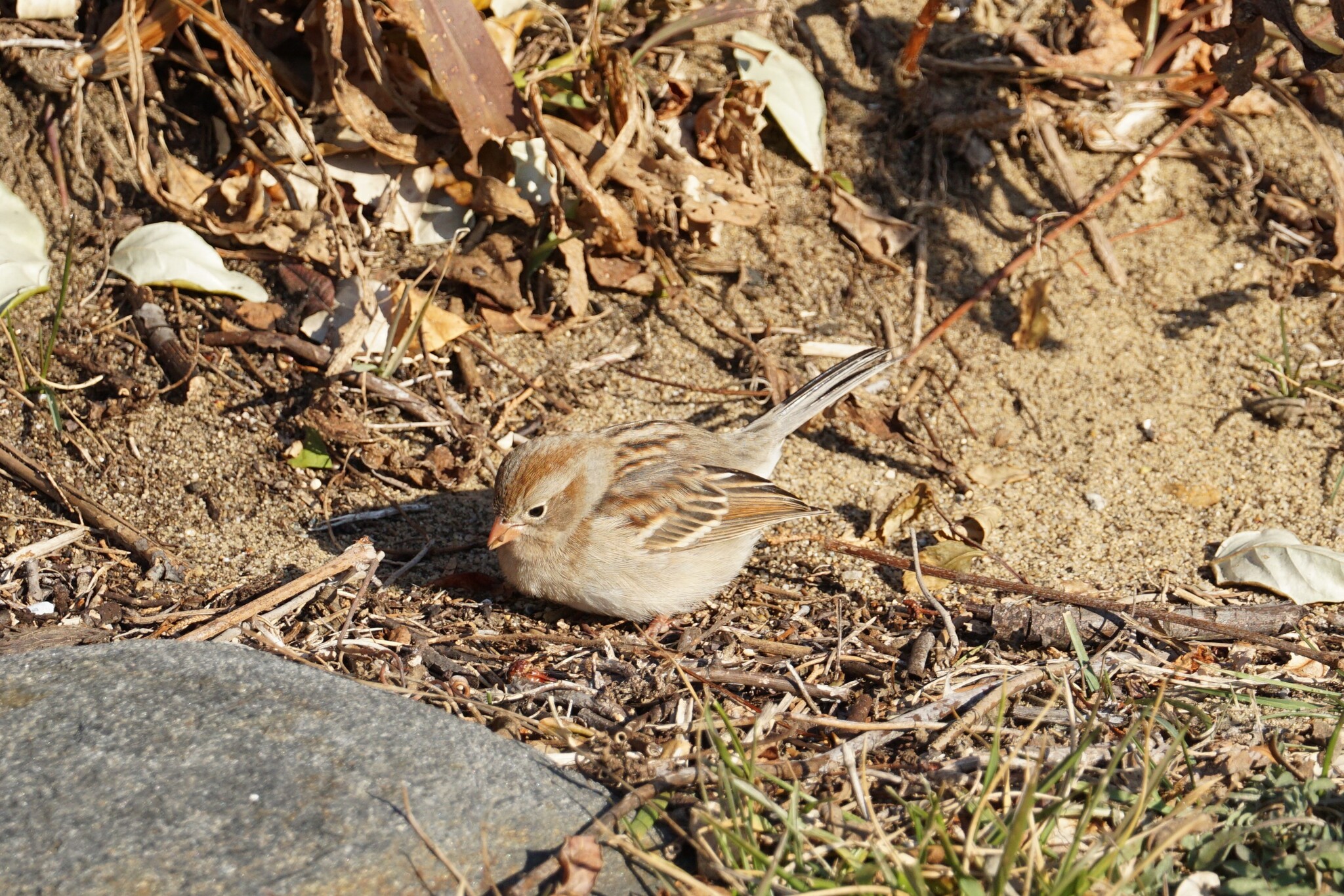Field Sparrow (Spizella pusilla)