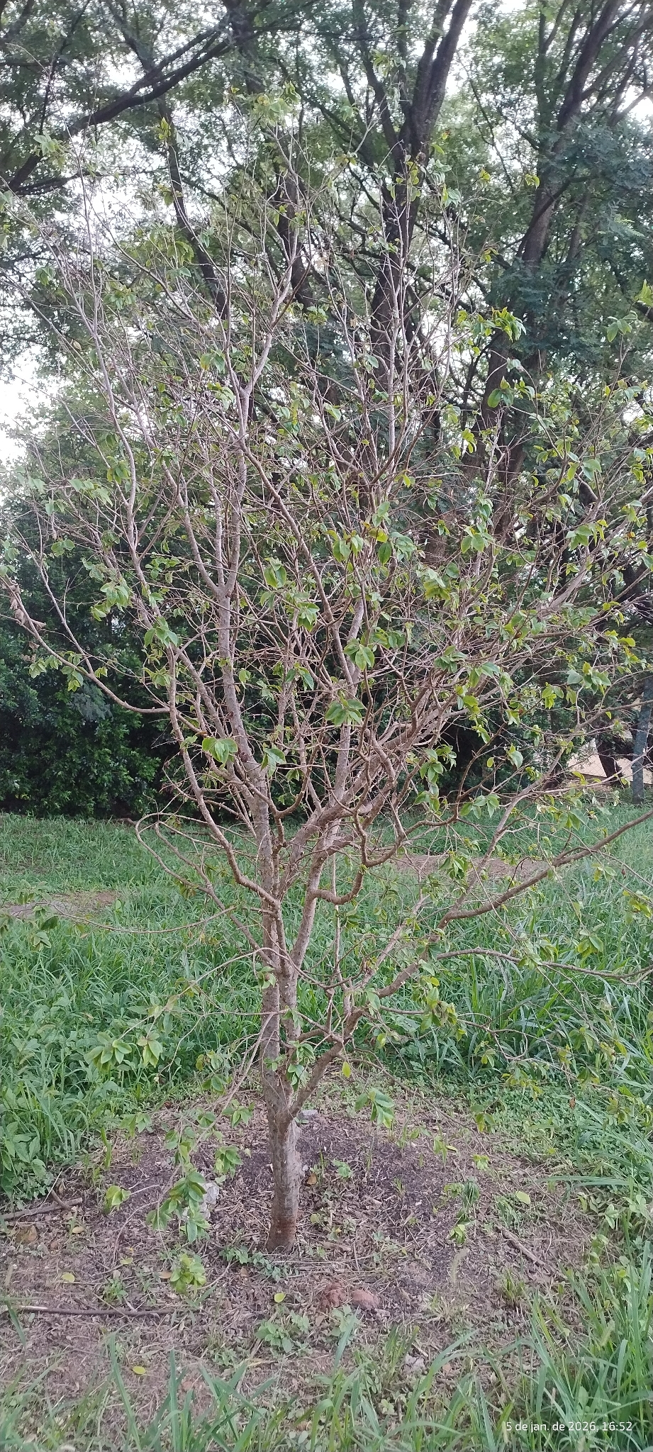 Jaboticaba