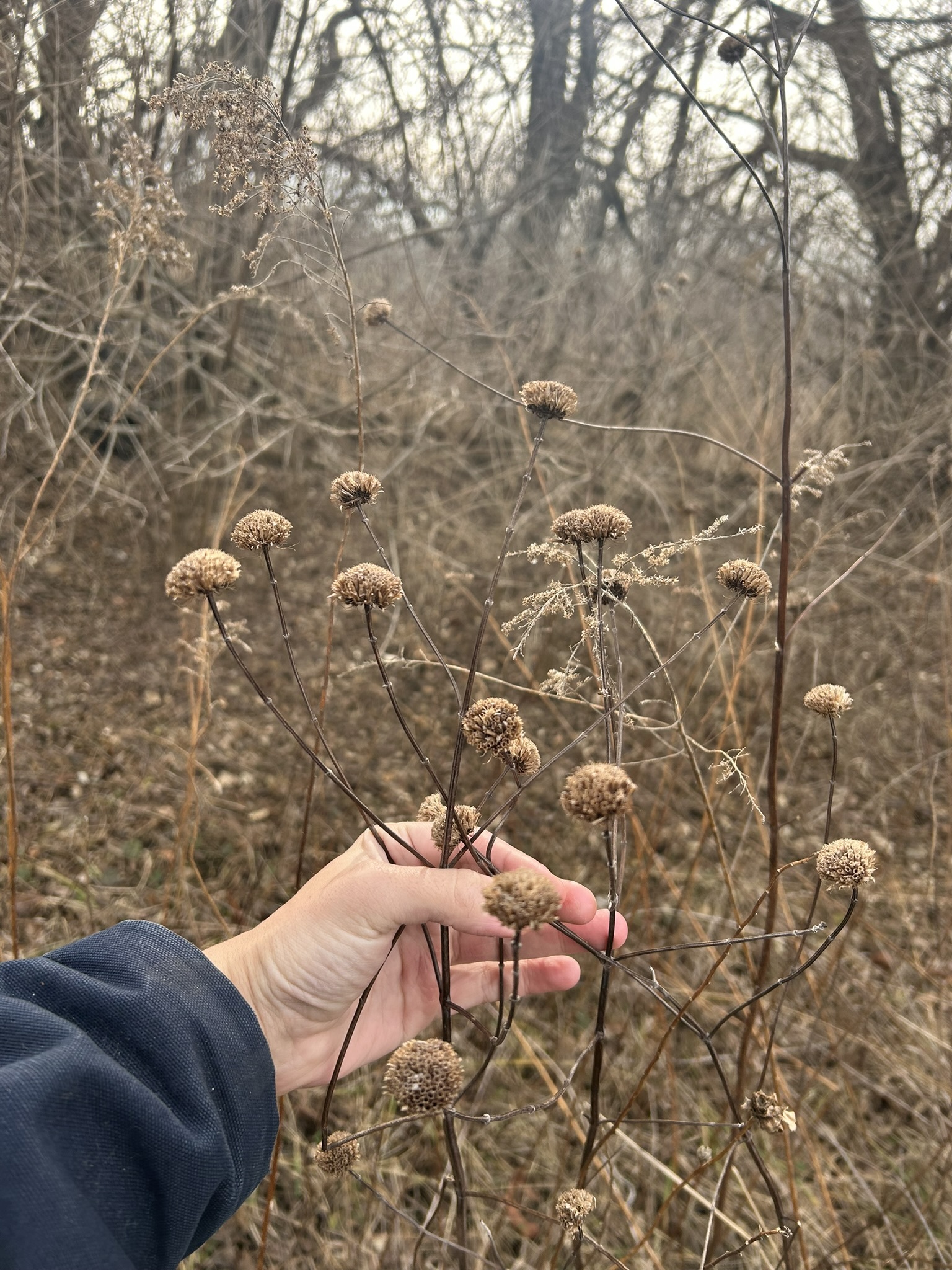 Wild bergamot