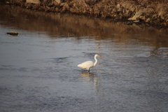 Ardea alba alba