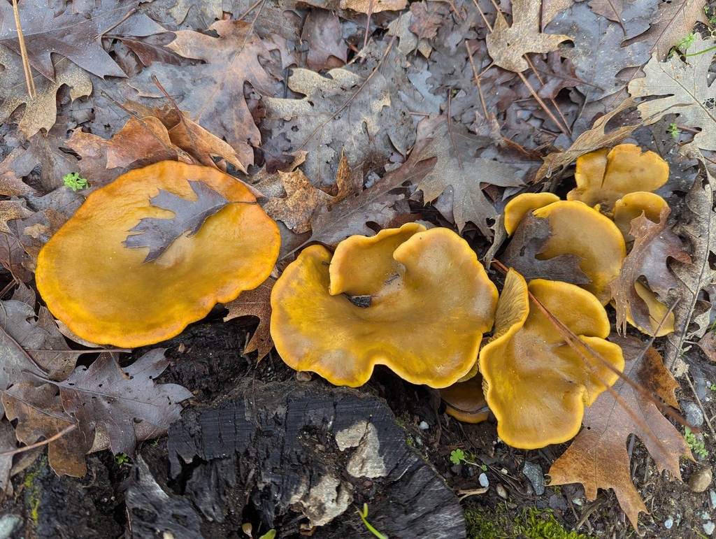 Omphalotus olivascens · January 2026 · photo: © louisiv826 (iNaturalist, cc-by)