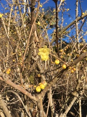 Chimonanthus praecox