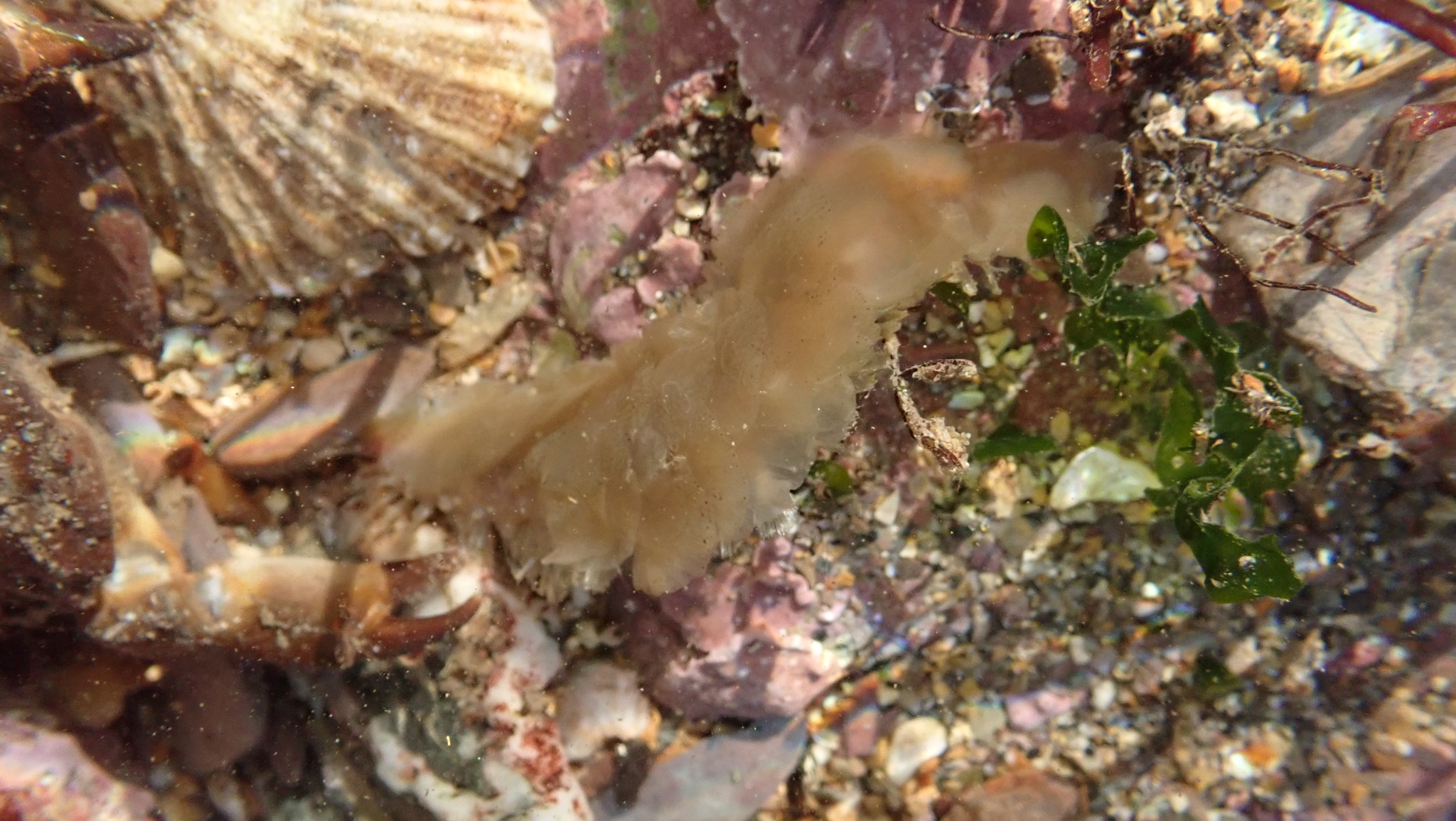 Alentia gelatinosa (M.Sars, 1835)