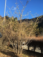 Chimonanthus praecox