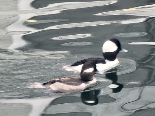 Bufflehead (Bucephala albeola), photo 4