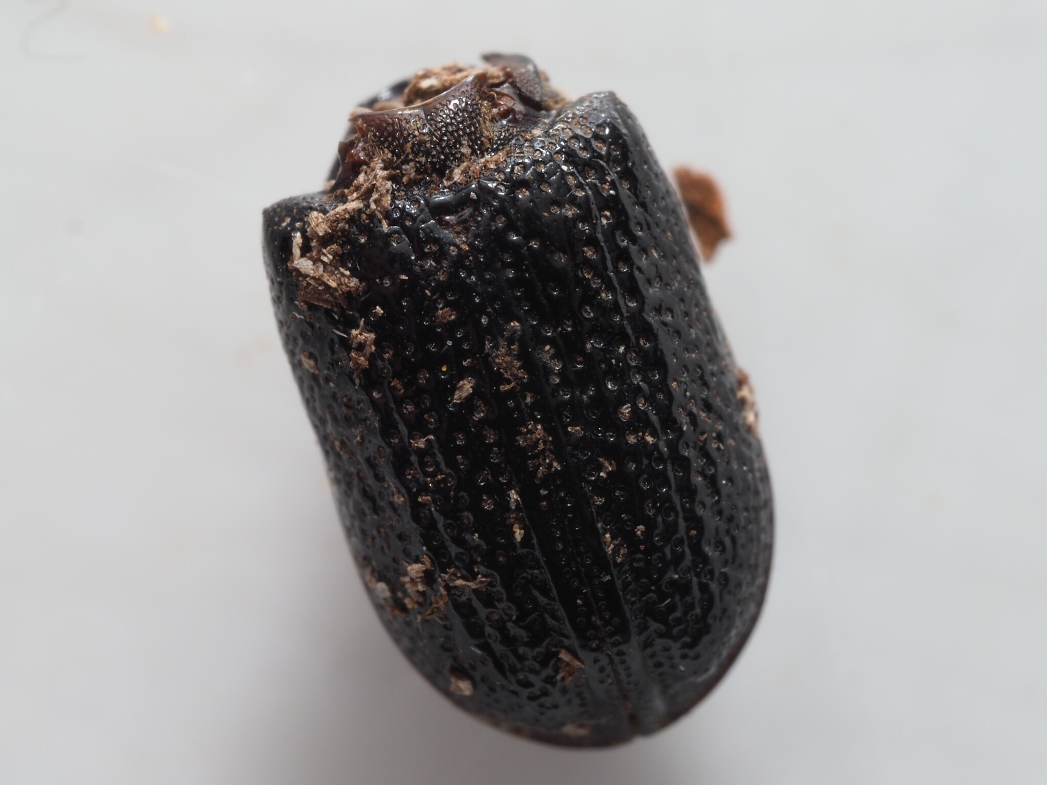 Sinodendron cylindricum
