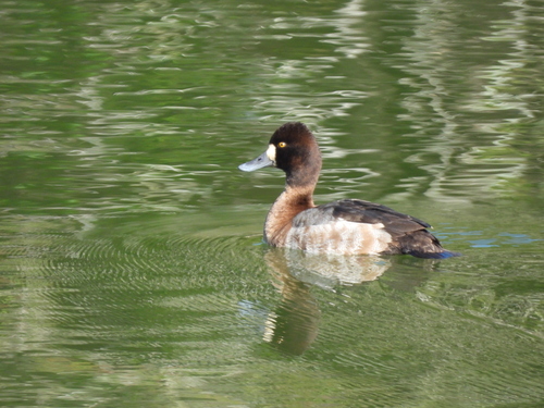 Lesser Scaup (Aythya affinis), photo 4