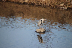 Ardea cinerea