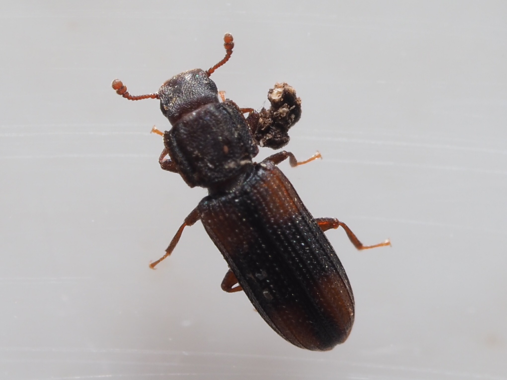 Bitoma crenata