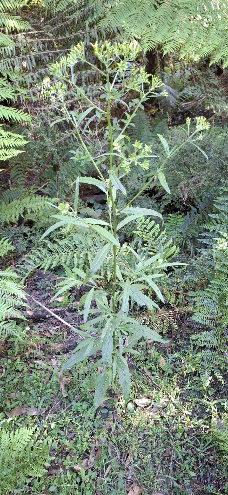 Imagem de Senecio minimus