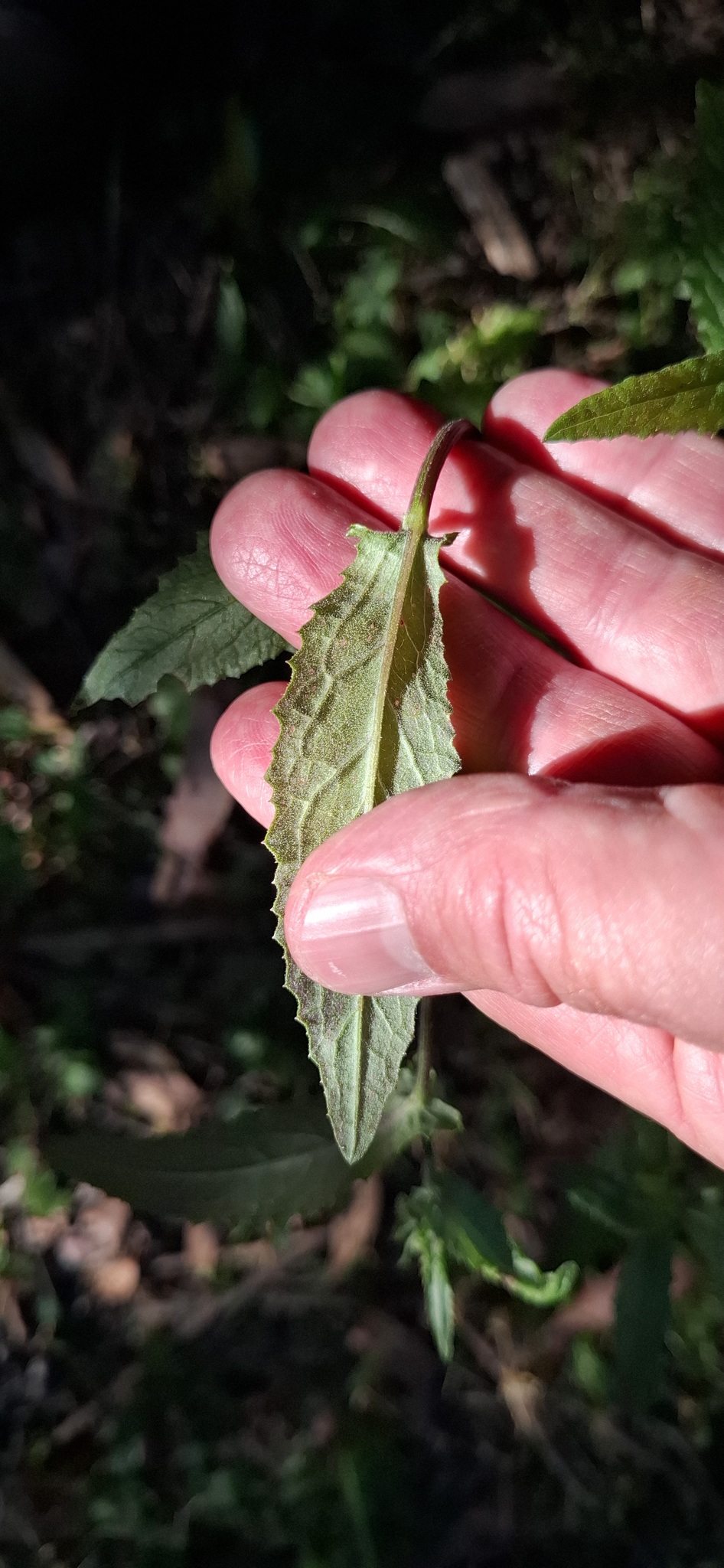 Imagem de Senecio minimus