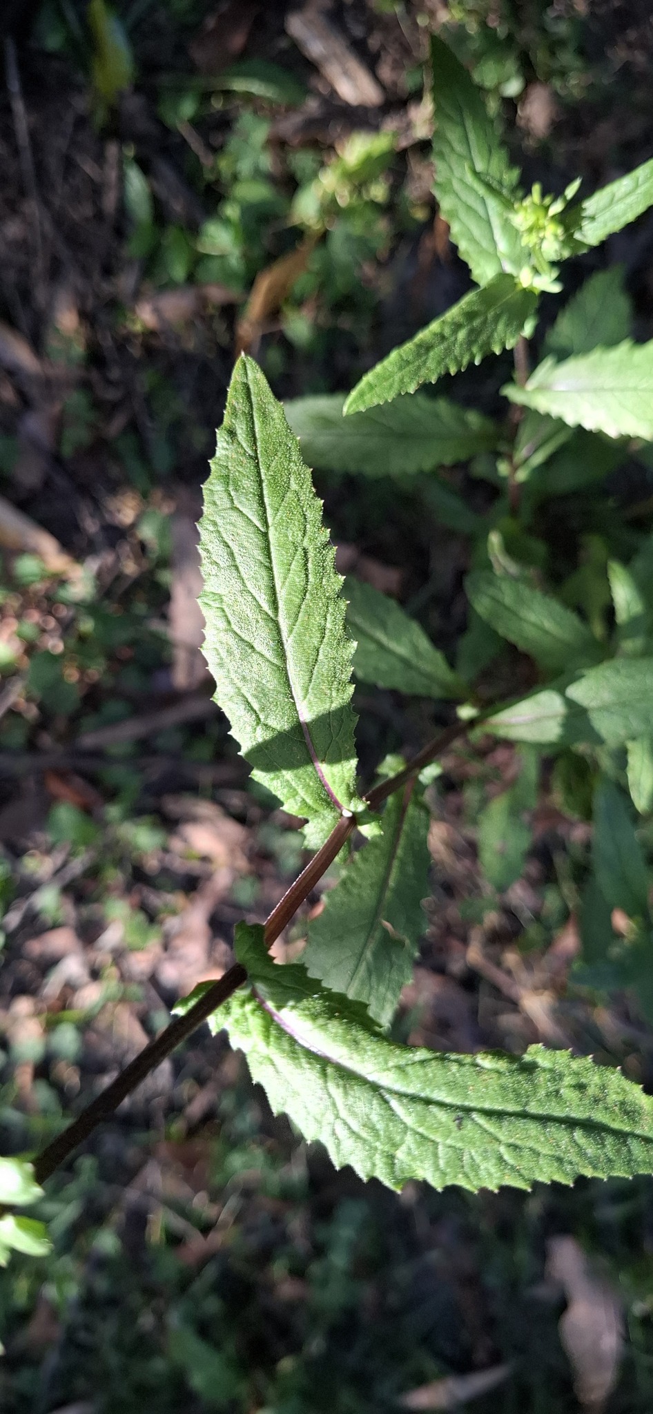 Imagem de Senecio minimus