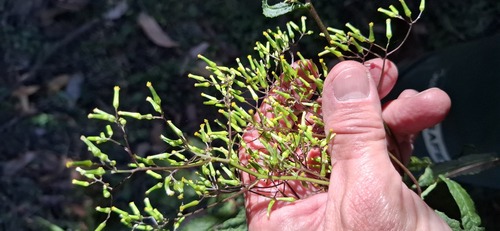 Foto de Senecio minimus
