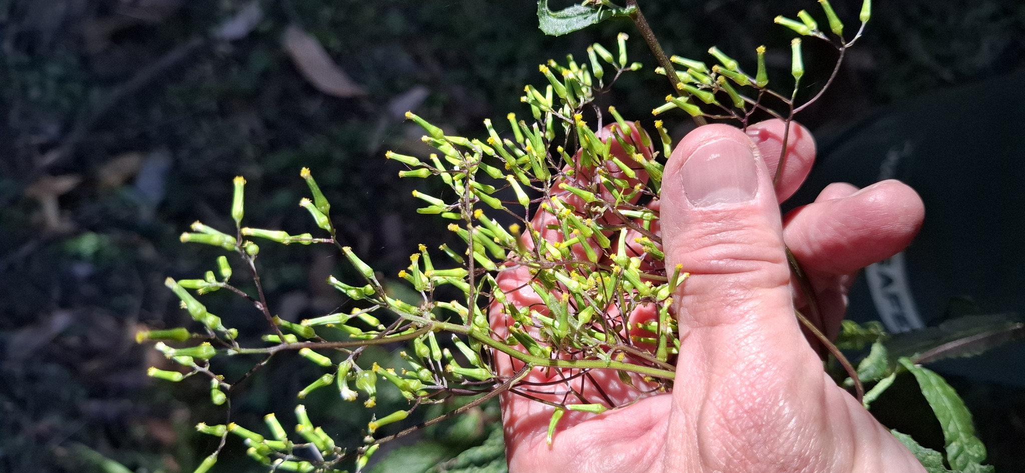 Imagem de Senecio minimus