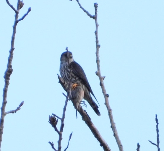 Merlin (Falco columbarius), photo 8