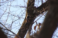 Dendrocopos leucotos