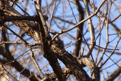 Dendrocopos leucotos