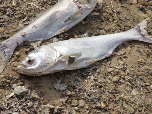 Carp (Hypophthalmichthys molitrix) — Cyprinidae — 5