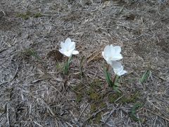 Zephyranthes drummondii