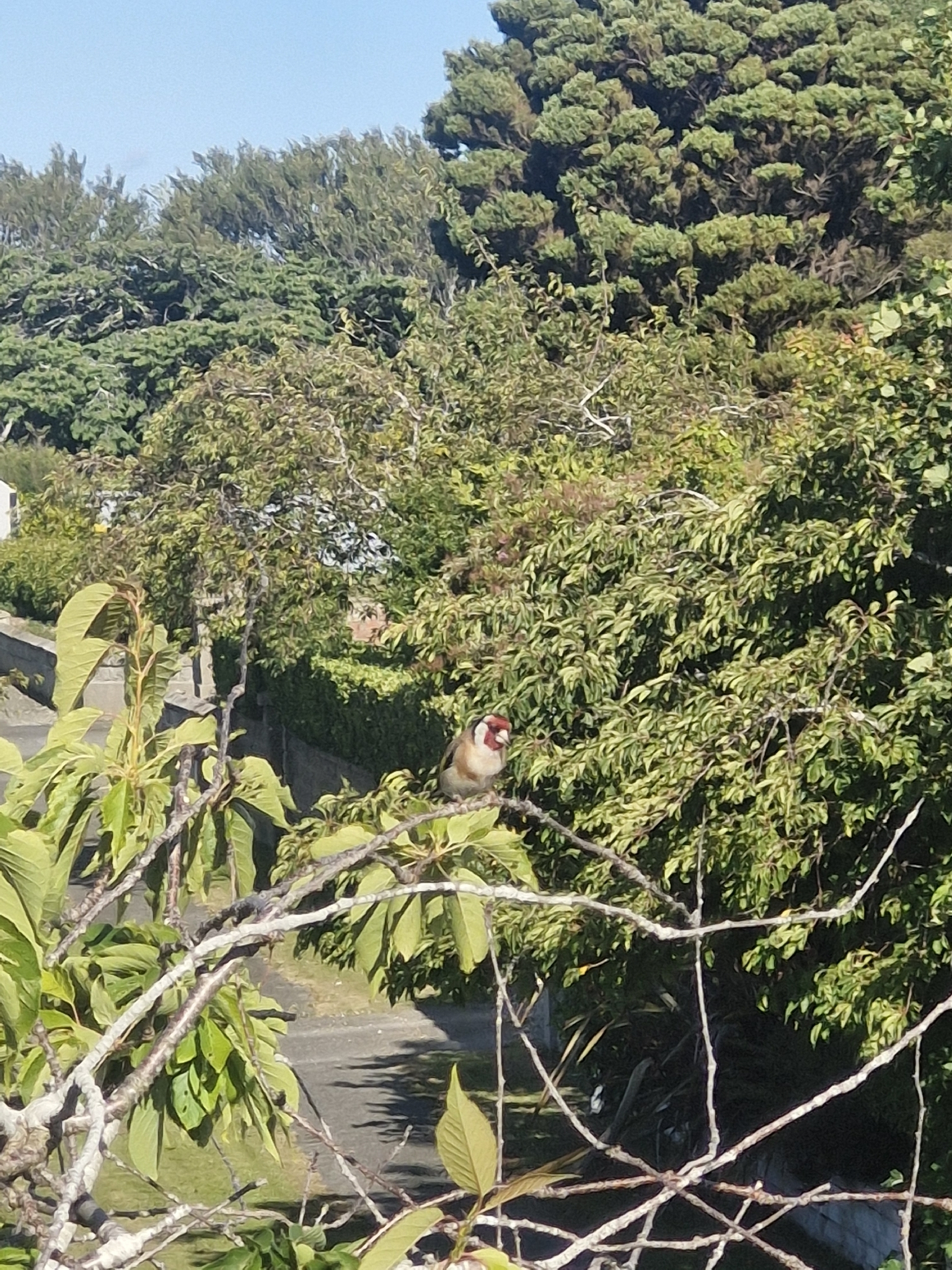 European Goldfinch (Carduelis carduelis), photo 9