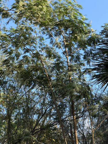 Foto de leucena