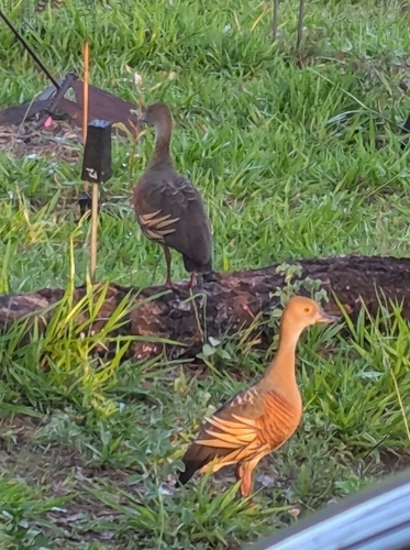 Plumed Whistling Duck (Dendrocygna eytoni), photo 4