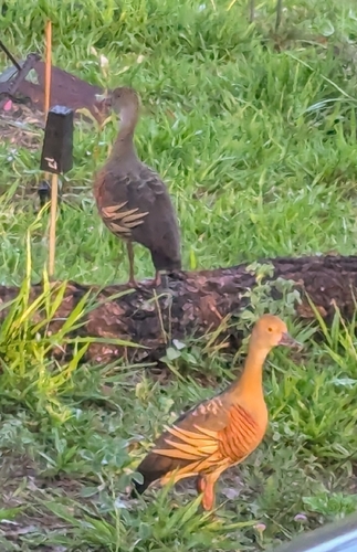 Plumed Whistling Duck (Dendrocygna eytoni), photo 5