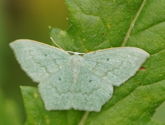 Maxates centrophylla