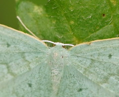 Maxates centrophylla