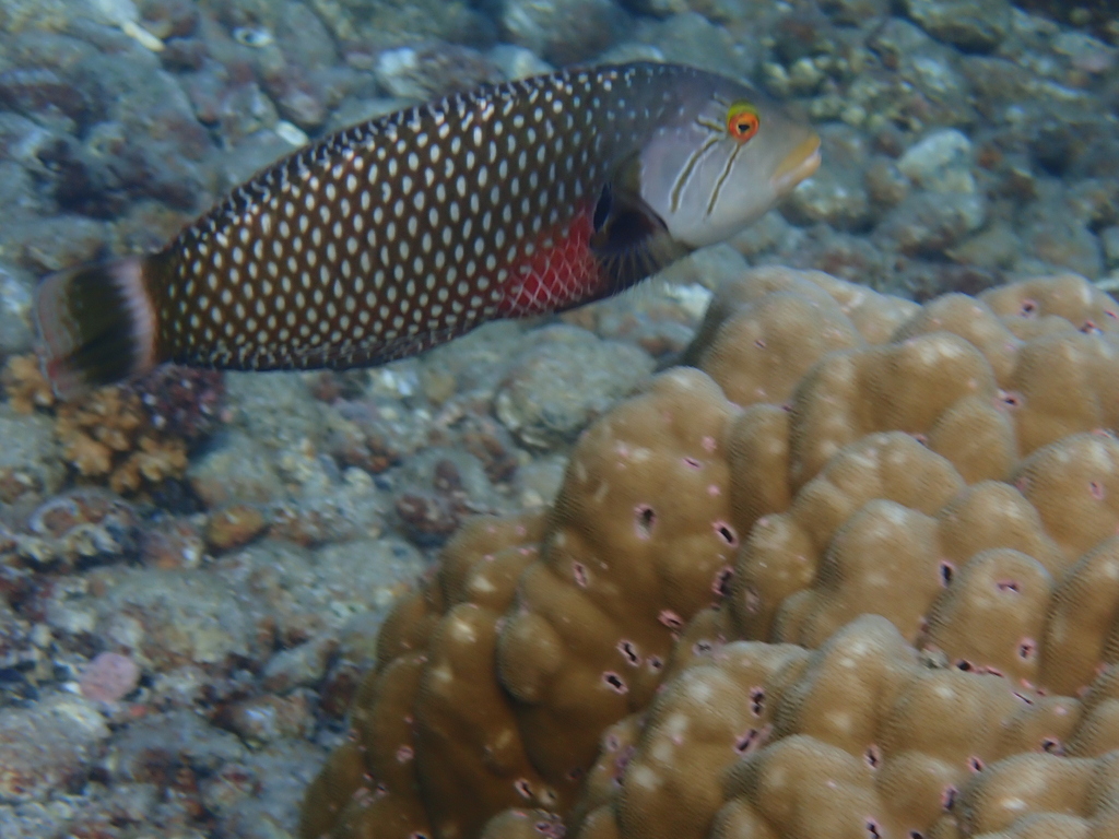 Rockmover wrasse