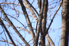 Fringilla montifringilla